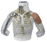 Upper Arm Intramuscular Injection and Contrastive Simulator