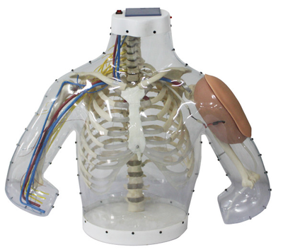 Upper Arm Intramuscular Injection and Contrastive Simulator