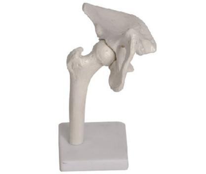 Hip Joint