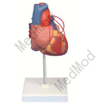 Heart Model