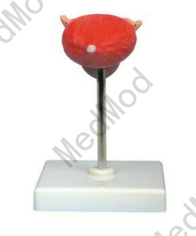 Model of Bladder - Shanghai Jolly Medical Education Co., Ltd.
